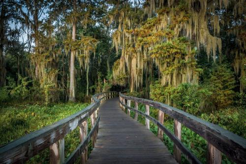 A wooden boardwalk winds through a lush, green forest with moss-covered trees and vibrant foliage.