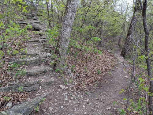 A rocky path leads through a green forest with trees and scattered leaves on the ground.