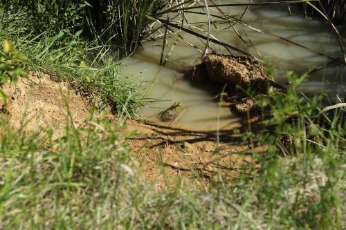 A frog sits near the edge of a muddy pond, surrounded by grass and reeds.