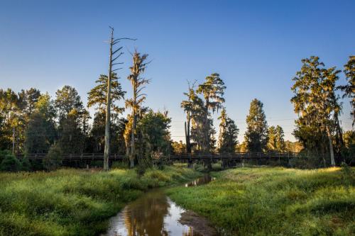 A serene landscape featuring a calm stream, lush greenery, and tall trees with Spanish moss under a clear blue sky.