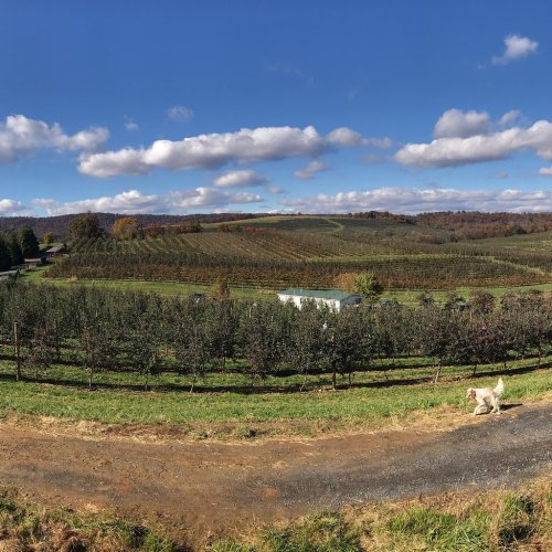 A panoramic view of an orchard with rows of trees, rolling hills, and a dog walking along a dirt path under a blue sky.