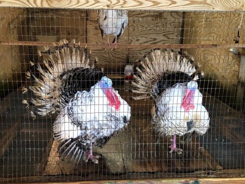 Two turkeys with colorful heads display their feathers inside a wooden enclosure with a wire mesh.