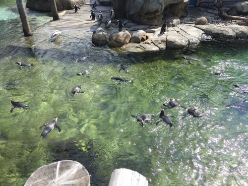 A group of penguins swimming and lounging in a clear, greenish water habitat with rocks and wooden structures.