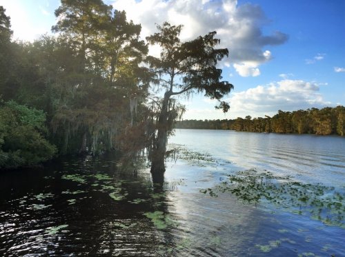 A serene lake scene with cypress trees, lily pads, and a blue sky with scattered clouds.