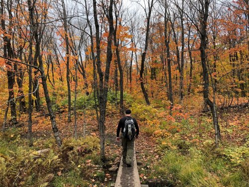 A person walks on a wooden path through a vibrant autumn forest with orange and yellow leaves.