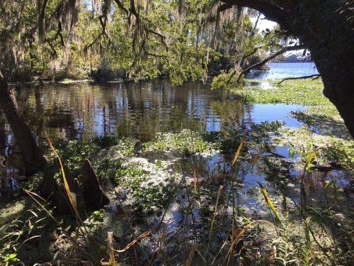 A serene pond surrounded by lush greenery and trees, with reflections on the water's surface and lily pads.