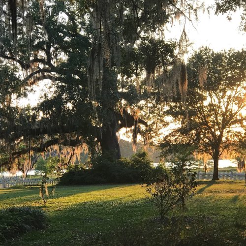A serene landscape featuring trees draped in Spanish moss, with a sunset casting warm light over a grassy area.