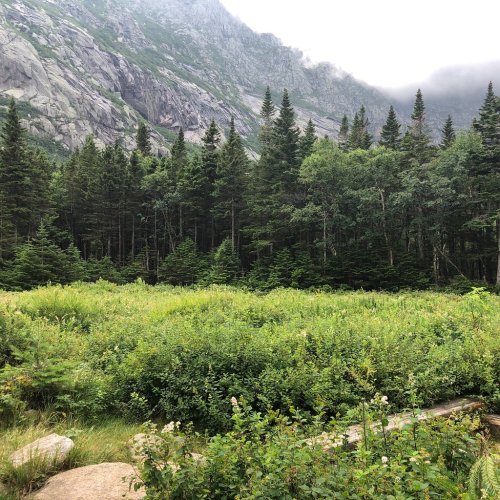 A lush green meadow surrounded by dense trees and towering mountains under a cloudy sky.