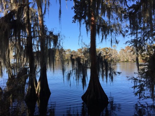 A serene lake scene with cypress trees draped in Spanish moss against a clear blue sky.