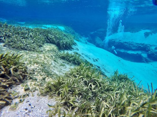 Underwater scene featuring sandy bottom and lush green seagrass, with bubbles rising in the background.