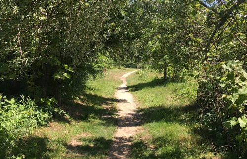A winding dirt path through a lush, green forest with trees arching overhead.
