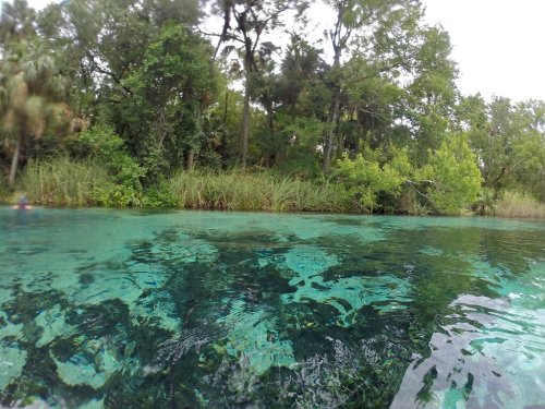 A serene, clear blue water scene with lush green vegetation along the shoreline and trees in the background.