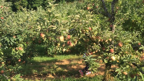 A lush apple orchard with trees heavy with ripe apples and a child walking through the grass below.
