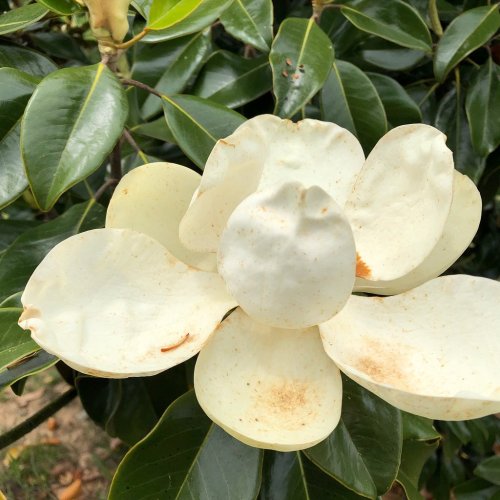 A close-up of a large, creamy white magnolia flower surrounded by dark green leaves.