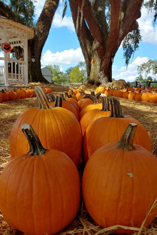 A row of bright orange pumpkins on straw, with a large tree and blue sky in the background.