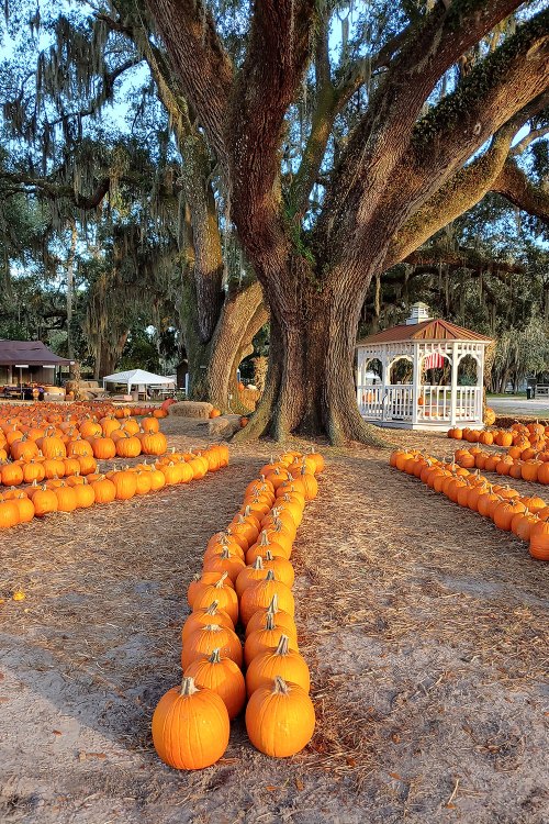 A large tree stands over a pumpkin patch, with rows of bright orange pumpkins leading to a gazebo in the background.