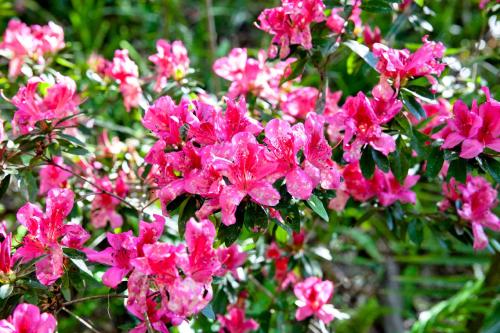 A vibrant cluster of pink azalea flowers surrounded by green leaves in a sunny garden.