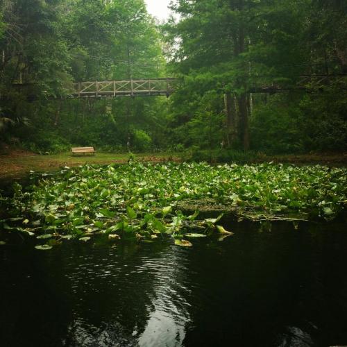 A serene pond covered with lily pads, surrounded by lush greenery and a wooden bridge in the background.