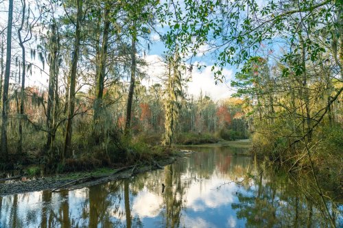 A serene swamp scene with trees draped in Spanish moss, reflecting in calm waters under a blue sky with clouds.