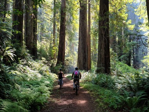 Two cyclists ride on a dirt path through a lush, green forest of tall redwood trees. Sunlight filters through the leaves.