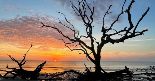 Silhouetted dead trees against a colorful sunset over the calm ocean, with clouds scattered in the sky.