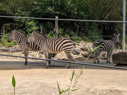 Three zebras with distinctive black and white stripes walking in a natural habitat setting.