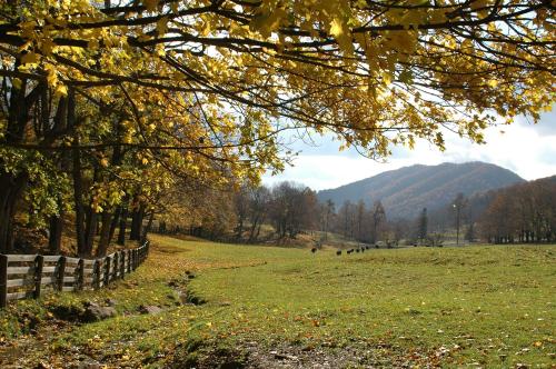 A serene landscape with autumn leaves, a wooden fence, and rolling hills under a cloudy sky.