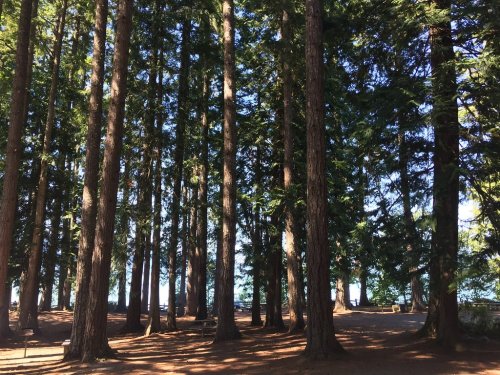 Tall trees in a forest with sunlight filtering through the branches, casting shadows on the ground.