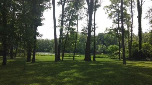 A serene landscape featuring tall trees and a grassy area beside a calm river, surrounded by lush greenery.