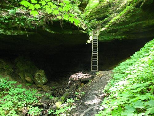 A wooden ladder leads up to a rocky overhang in a lush, green forest with scattered rocks and foliage.