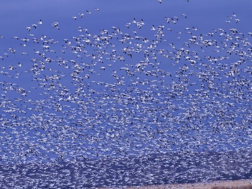 A large flock of birds fills the sky, creating a dynamic pattern against a blue backdrop.