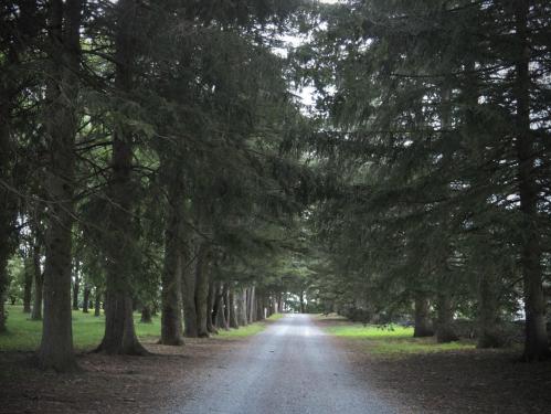 A gravel path lined with tall trees, leading into a serene, green landscape.