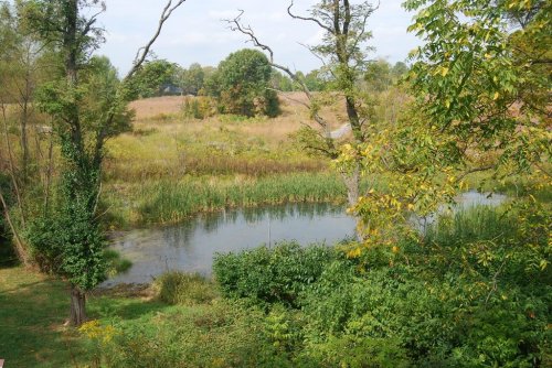 A serene landscape featuring a calm pond surrounded by lush greenery and trees under a clear sky.