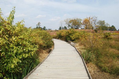 A wooden boardwalk winding through a grassy landscape with trees and shrubs under a cloudy sky.