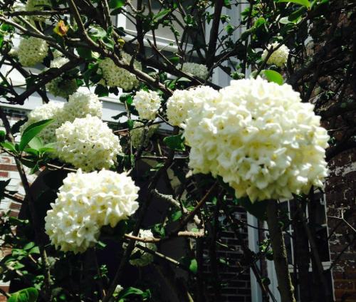 A close-up of white, round flowers blooming on a leafy branch against a brick wall background.