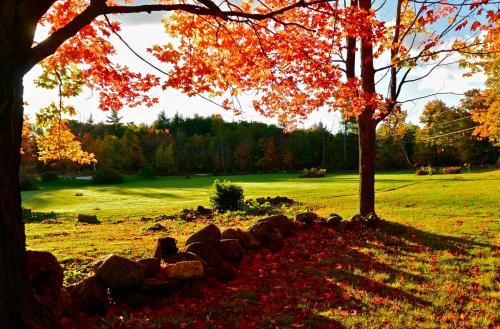 A vibrant autumn scene with orange leaves on trees, a grassy field, and a stone wall under a bright sky.