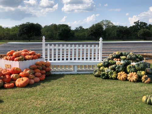 A white picket fence with piles of orange and green pumpkins in a field under a blue sky with scattered clouds.
