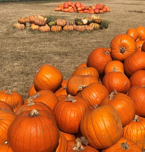 A large pile of bright orange pumpkins on dry grass, with more pumpkins arranged in the background.