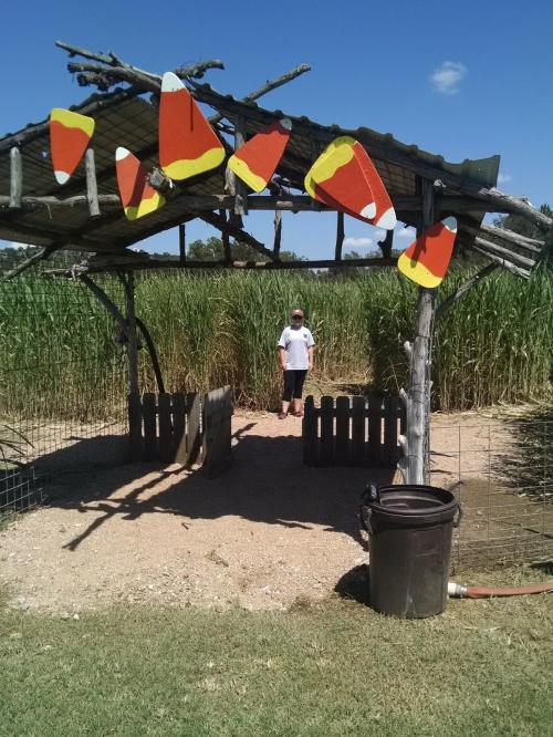 A person stands in a rustic shelter decorated with candy corn, surrounded by tall grass and a fenced area.