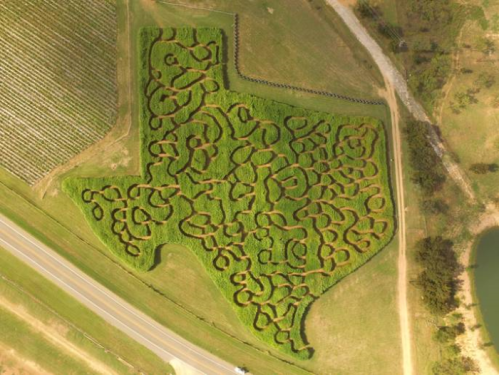 Aerial view of a large maze shaped like the state of Texas, surrounded by fields and a road.