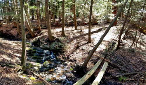 A serene forest scene with a small stream flowing through trees and fallen logs, dappled sunlight filtering through leaves.