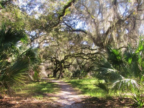 A sunlit path through a lush forest with moss-covered trees and tropical plants on either side.