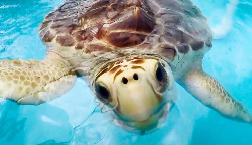 A close-up of a sea turtle swimming in clear blue water, looking directly at the camera.