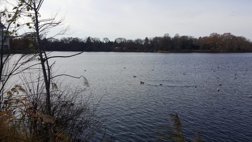A serene lake scene with ducks swimming, surrounded by trees and autumn foliage under a cloudy sky.