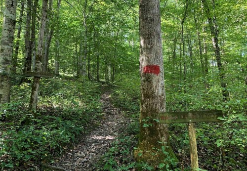 A forest trail surrounded by lush greenery, with a marked tree and wooden signs indicating the path.