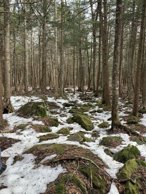 A snowy forest scene with tall trees and moss-covered rocks scattered on the ground.