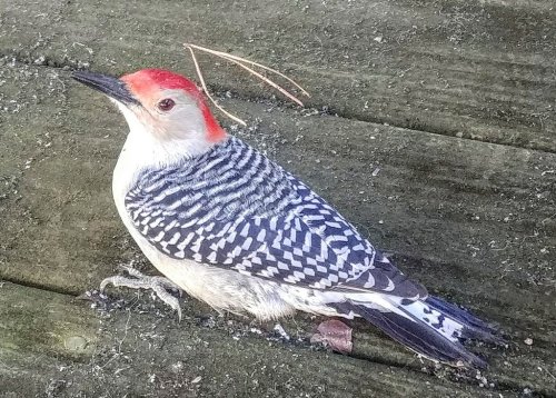 A close-up of a woodpecker with a red crown and striking black-and-white patterned feathers, resting on wooden planks.