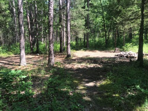 A serene forest scene with tall trees, a clear area on the ground, and a small fire pit surrounded by logs.