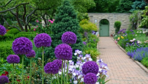 A vibrant garden path lined with purple flowers and greenery, leading to a stone wall with an arched green door.