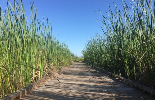 A wooden pathway surrounded by tall green grass under a clear blue sky.